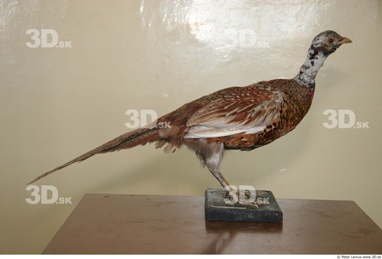 Whole Body Pheasant