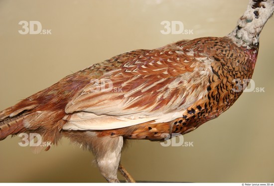 Upper Body Pheasant