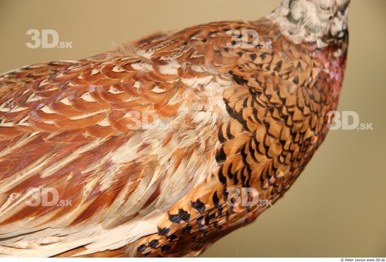 Chest Pheasant