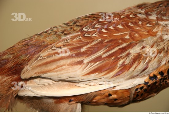 Arm Pheasant