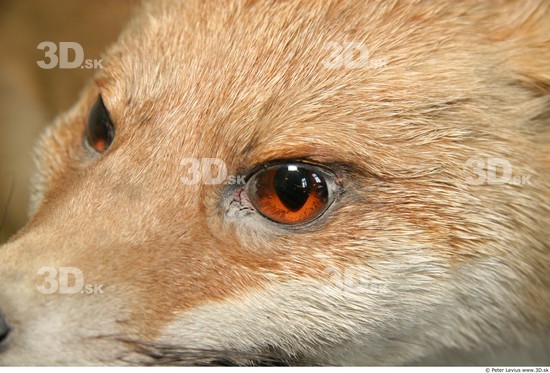 Eye Fox