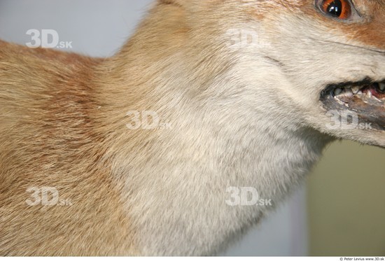 Neck Fox