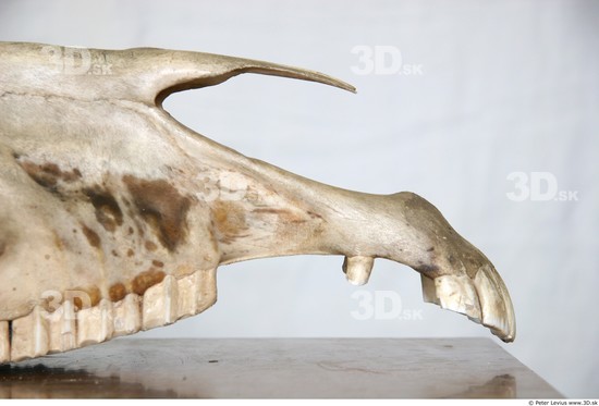 Skull