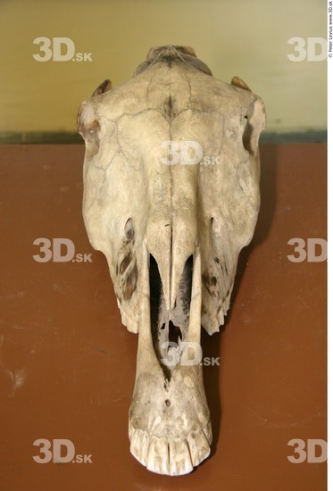 Skull