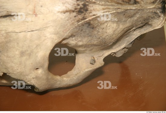 Head Skeleton