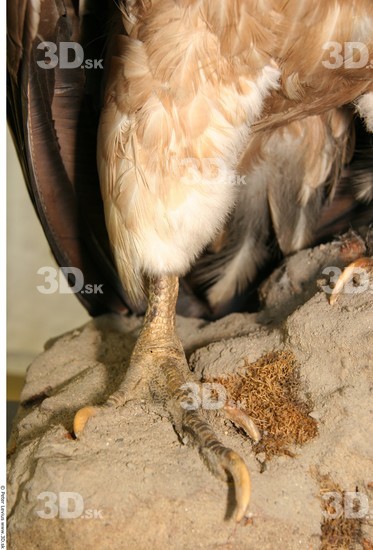 Leg Vulture