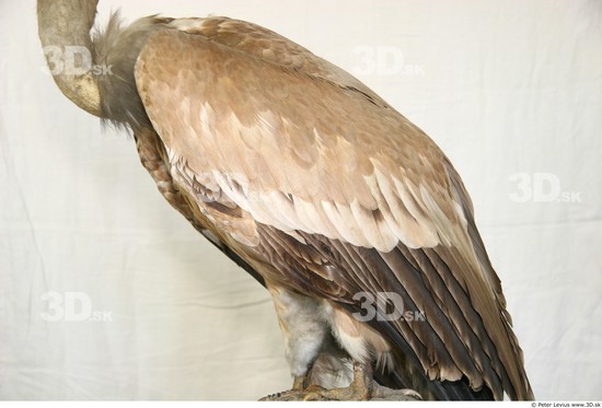 Upper Body Vulture