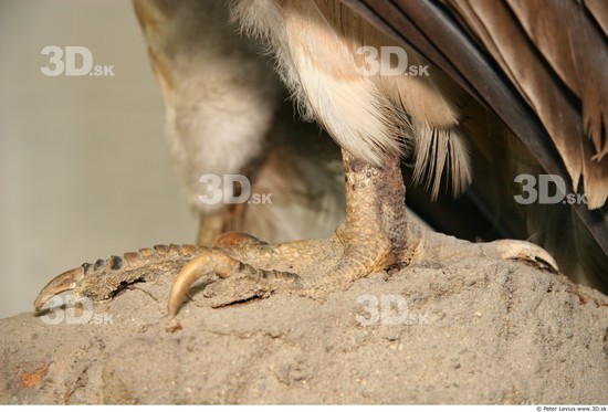 Calf Vulture