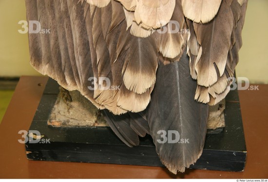 Skin Vulture