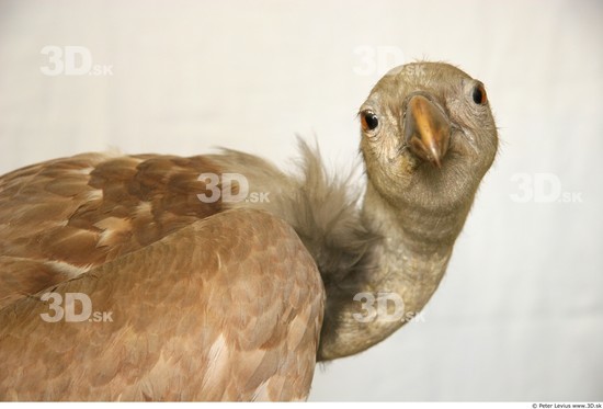 Head Vulture