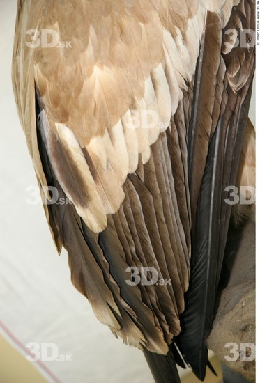 Skin Vulture