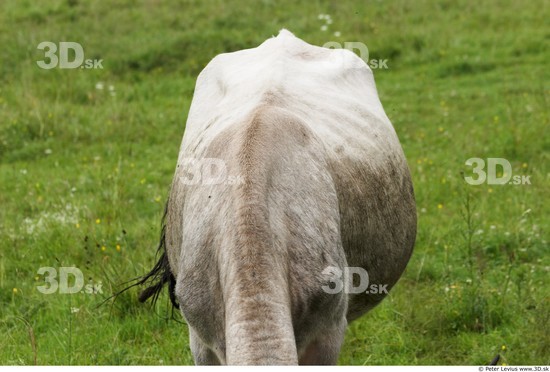 Neck Cow