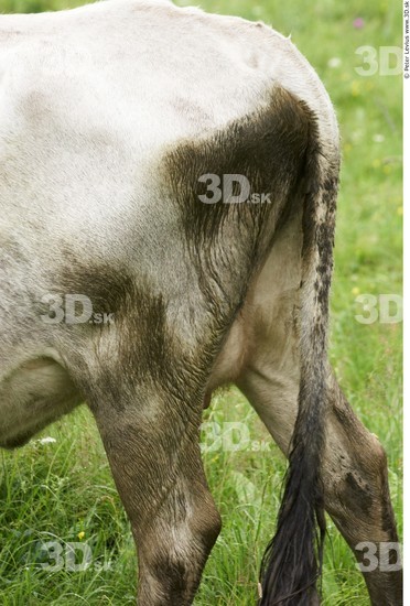 Tail Cow