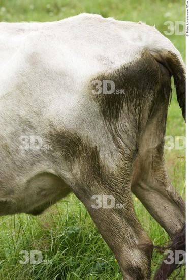 Thigh Cow