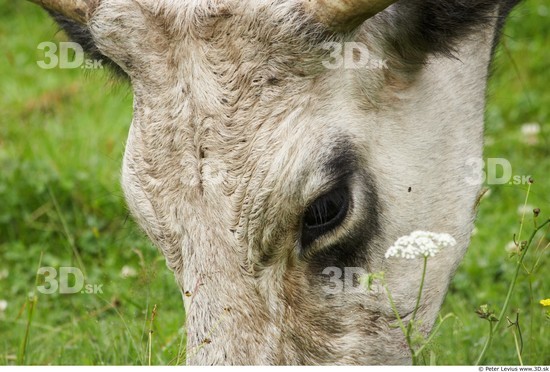 Eye Cow