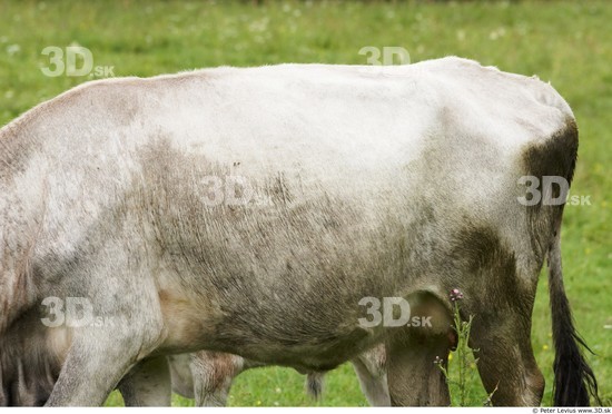 Upper Body Cow