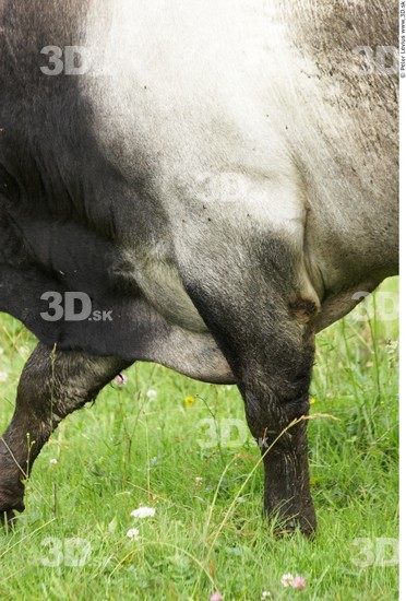 Leg Cow