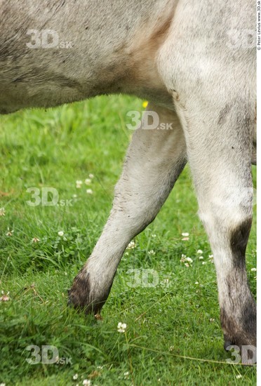 Calf Cow