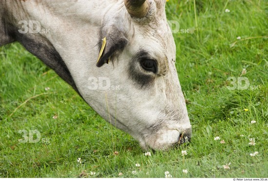 Head Cow