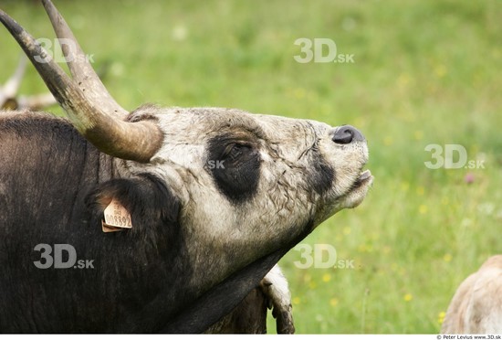 Head Cow