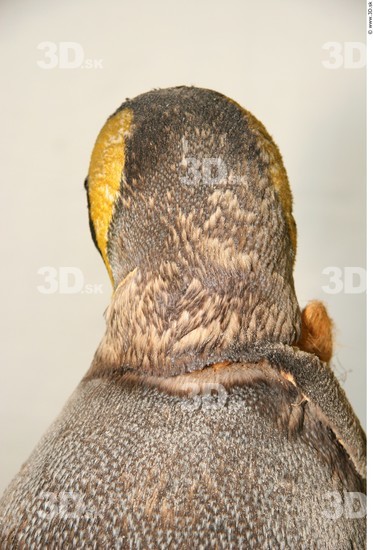 Head Penguin