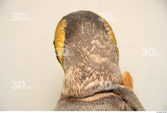 Head Penguin