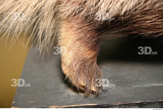 Foot Badger