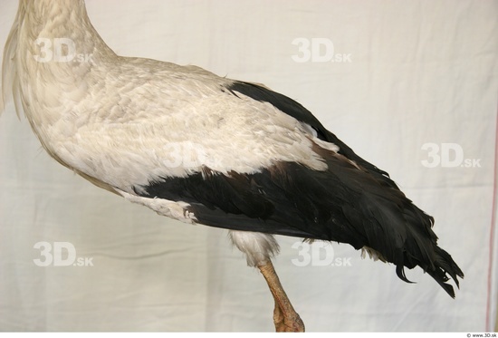 Upper Body Stork