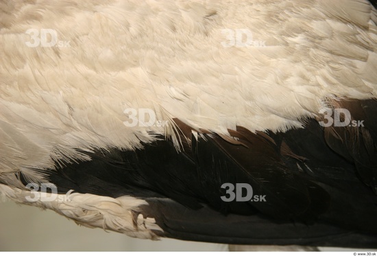 Skin Stork