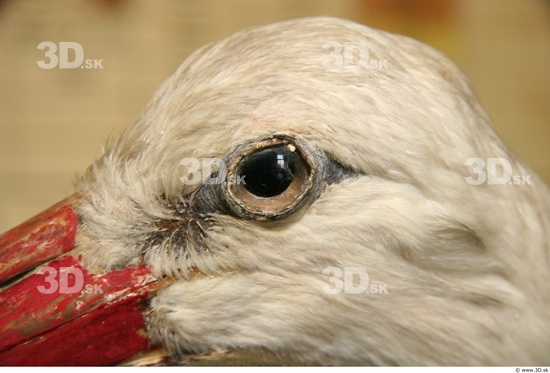 Eye Stork