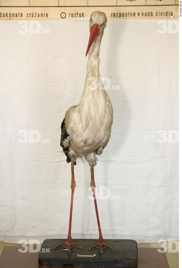 Whole Body Stork