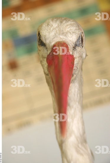 Head Stork