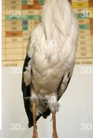 Belly Stork