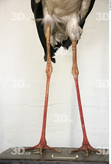 Leg Stork