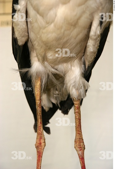 Thigh Stork