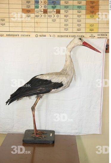 Whole Body Stork