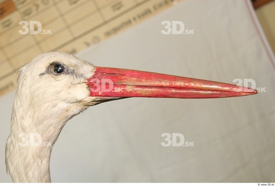 Head Stork