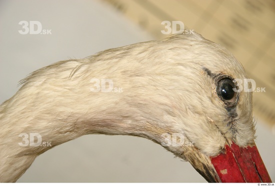 Neck Stork