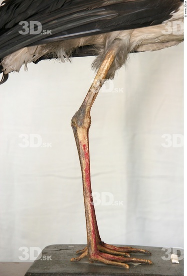 Leg Stork