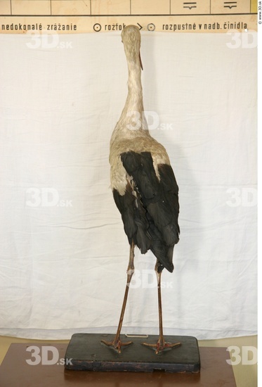 Whole Body Stork