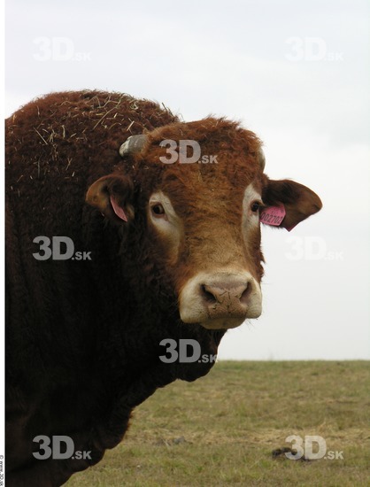 Ear Whole Body Head Bull Animal photo references