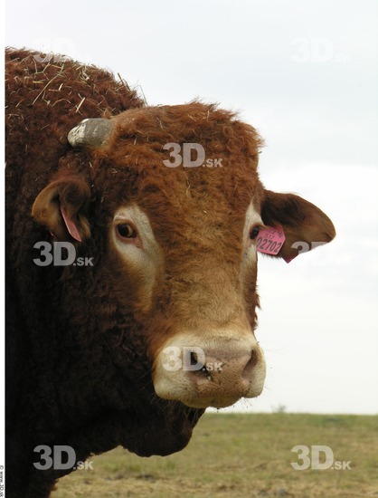 Whole Body Head Bull Animal photo references