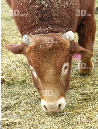 Whole Body Head Bull Animal photo references
