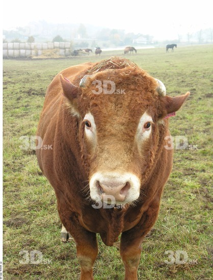 Whole Body Head Bull Animal photo references