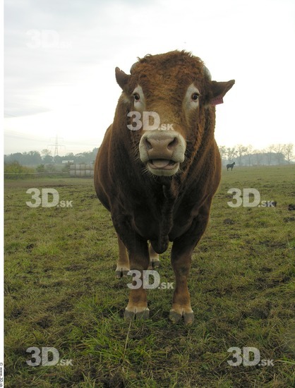 Whole Body Head Bull Animal photo references