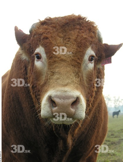 Whole Body Head Bull Animal photo references