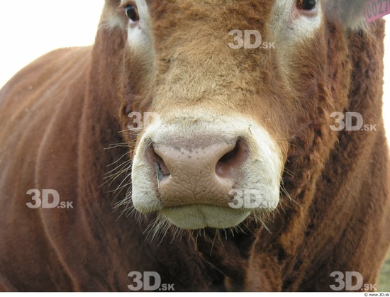 Whole Body Head Bull Animal photo references