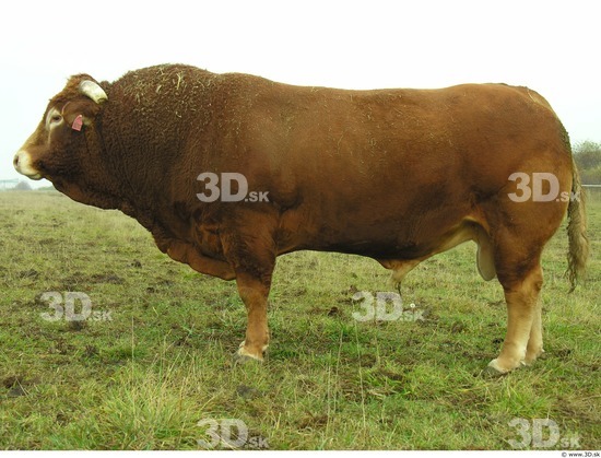 Whole Body Bull Animal photo references