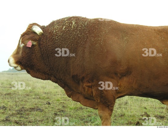 Upper Body Whole Body Bull Animal photo references