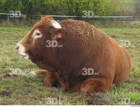 Upper Body Whole Body Bull Animal photo references
